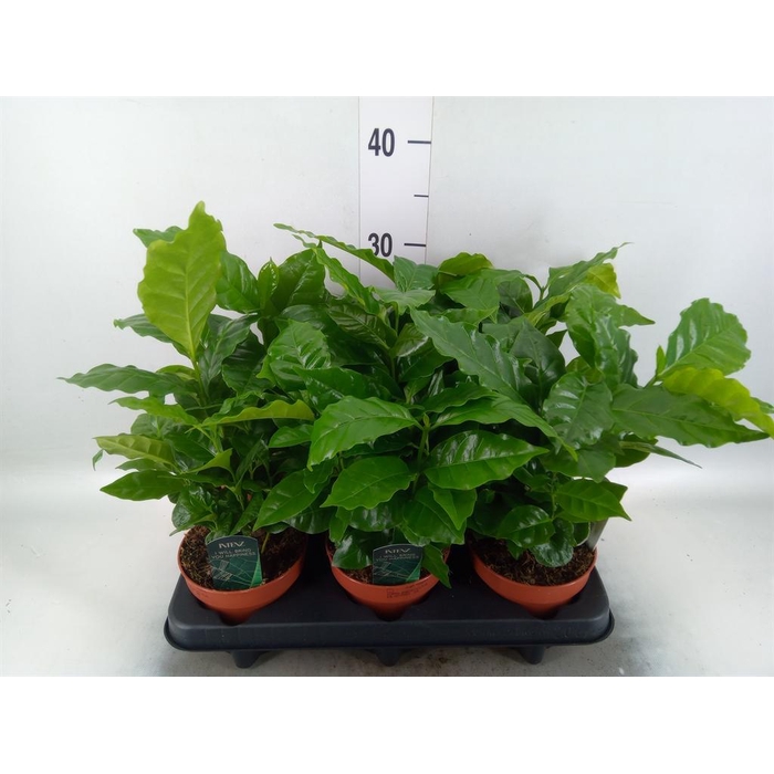 <h4>Coffea arabica</h4>