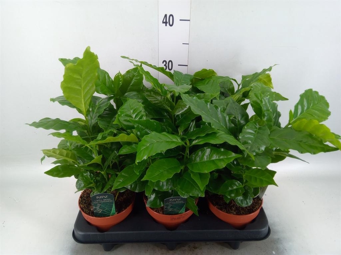 Coffea arabica