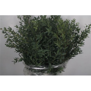 Euc Parvifolia Per Bunch 300 Gram