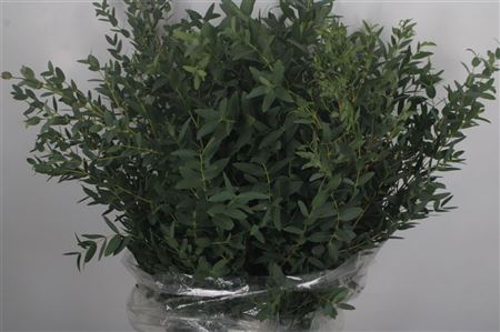 <h4>Euc Parvifolia Per Bunch 300 Gram</h4>