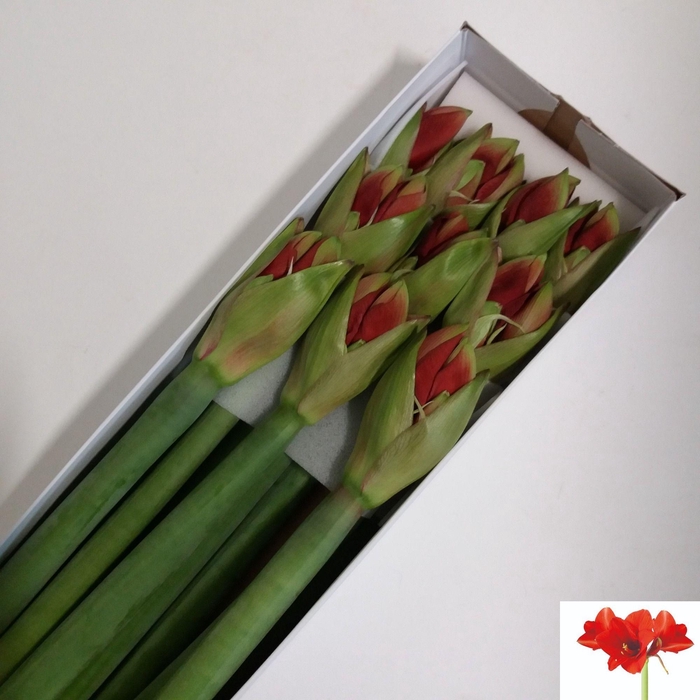 <h4>Hipp Ga Ferrari</h4>