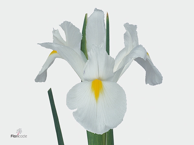 IRIS WHITE MAGIC 56  SALE ! rijpte 2-4