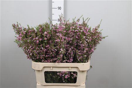 <h4>Chame Un Kerryn</h4>