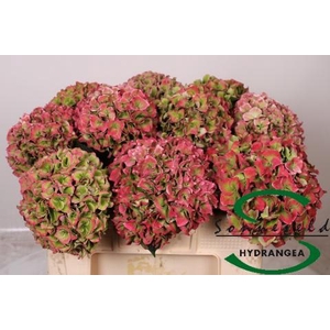 HYDR M CH RODEO CL