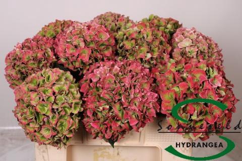 <h4>HYDR M CH RODEO CL</h4>