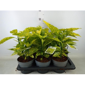 Aucuba japonica 'Golden King'