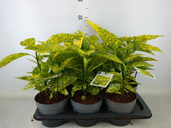 <h4>Aucuba japonica 'Golden King'</h4>