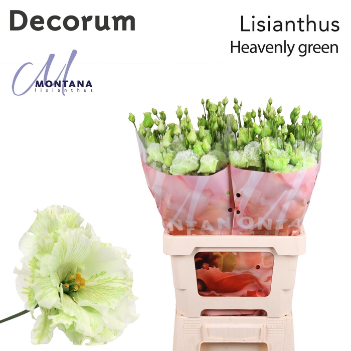 Lisianthus Dye heavenly green