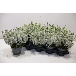 Callu Bl Verenka
