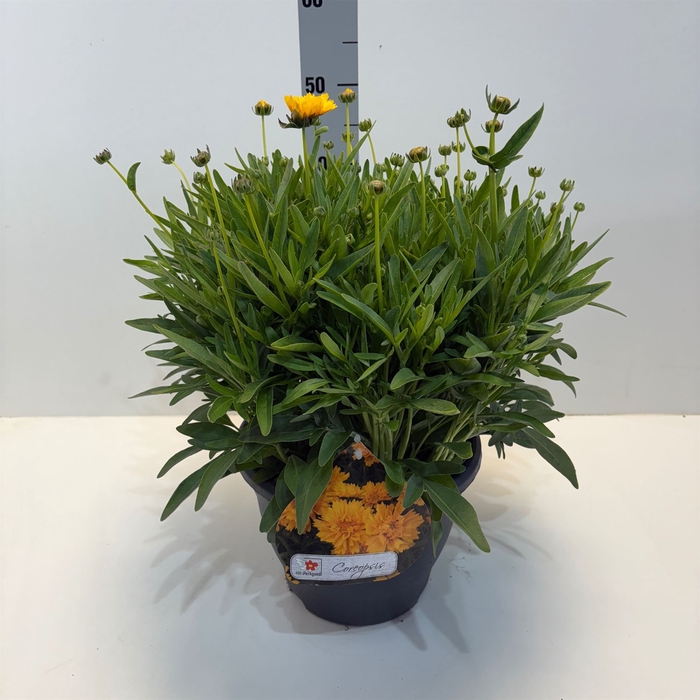 <h4>Coreopsis grand. 'Early Sunrise'</h4>