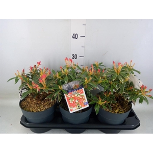 Pieris japonica 'Flaming Silver'