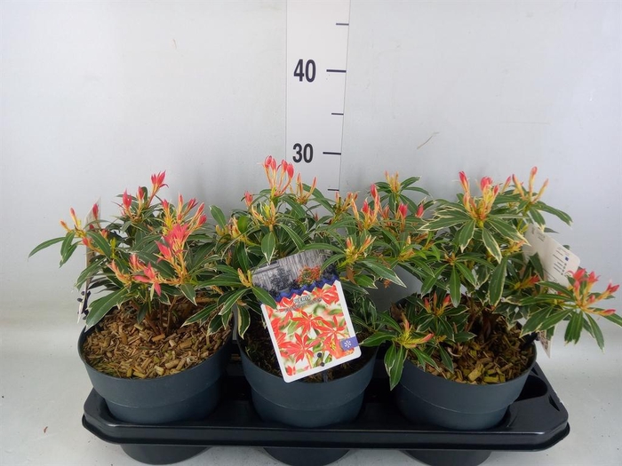 <h4>Pieris japonica 'Flaming Silver'</h4>