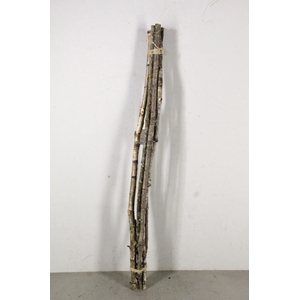 Birch Stem 100cm (5pc)