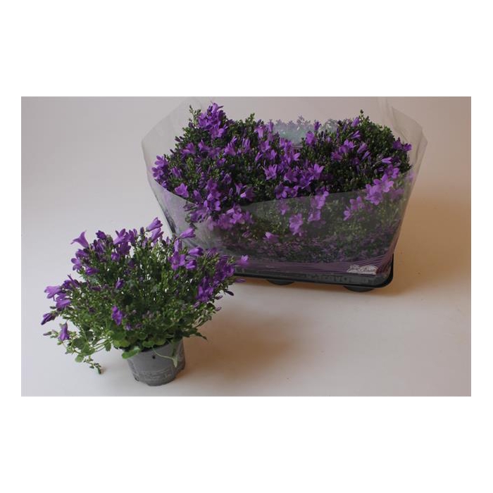 <h4>Campanula porte. Blueone 10,5Ø 20cm</h4>