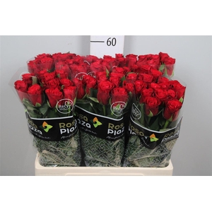 R Gr Red Ribbon