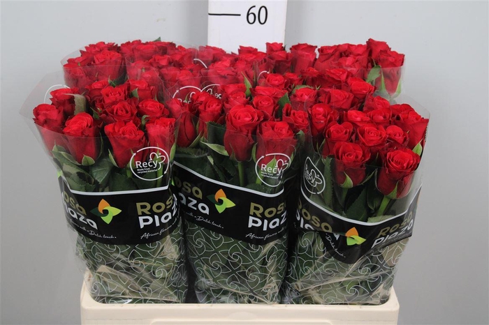 <h4>R Gr Red Ribbon</h4>