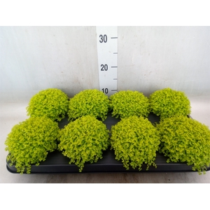 Soleirolia soleirolii 'Aurea'