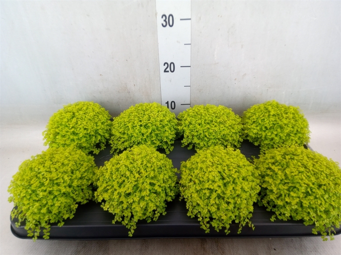 <h4>Soleirolia soleirolii 'Aurea'</h4>