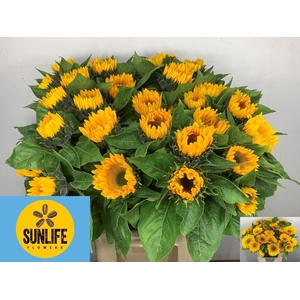 HELIANTHUS SUNRICH GOLD HELI  SUNRI