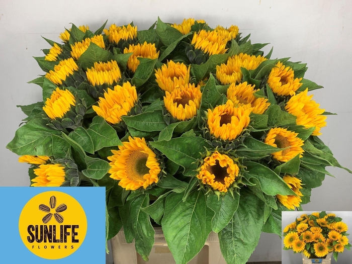 <h4>HELIANTHUS SUNRICH GOLD HELI  SUNRI</h4>
