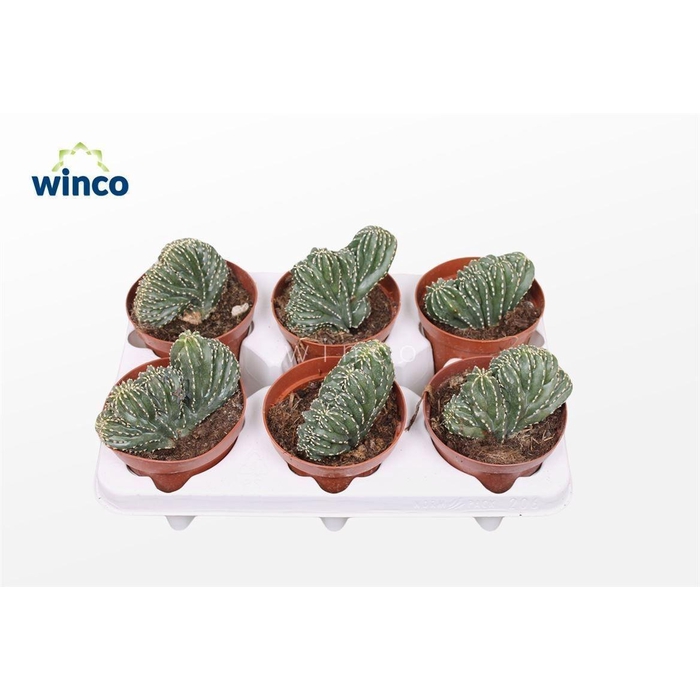 <h4>CACTUS OV</h4>