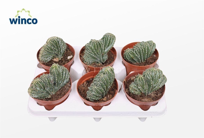 CACTUS OV