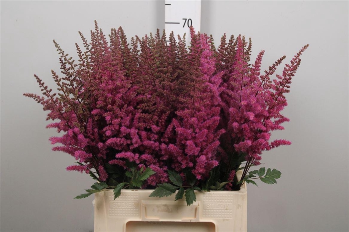 <h4>Astil Maggie Daley</h4>