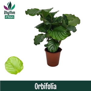 Calathea 19cm Orbifolia Rhythm of Nature