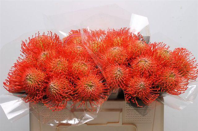 <h4>Leuco Co Succession</h4>