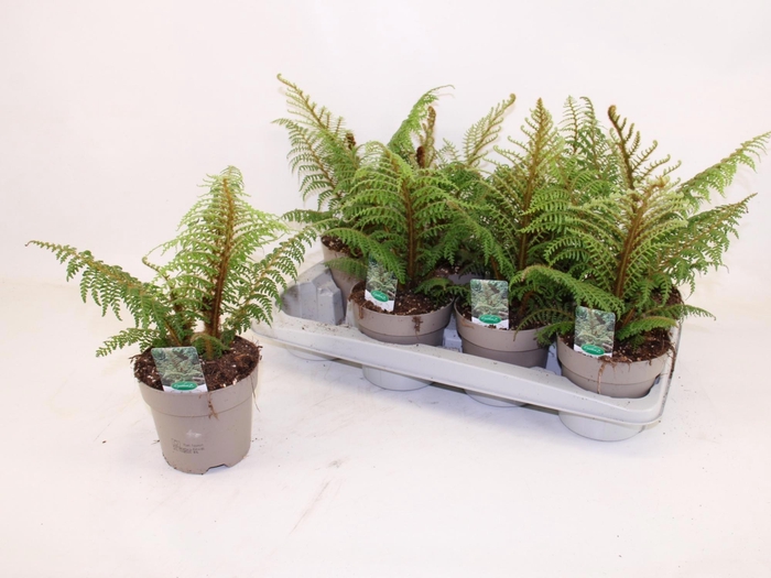 <h4>CYATHEA TOMENTOSISSI</h4>