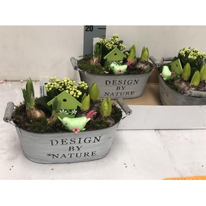 Hyacinthus arr 28Ø 20cm