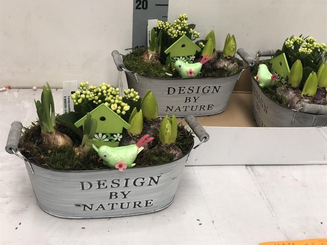 Hyacinthus arr 28Ø 20cm