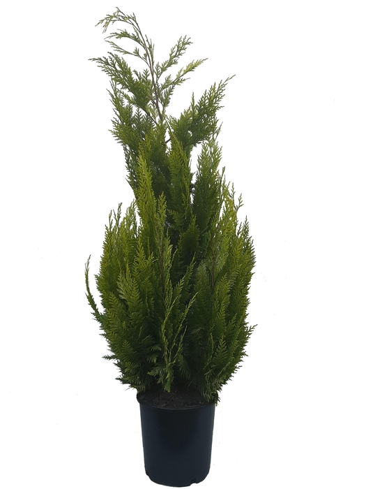 <h4>Chamaecyparis law. Ivonne, plantmaat 100-120 cm - Rondgestoken -</h4>