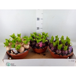 Hyacinthus orie. 'Pearl'  ...mix  3