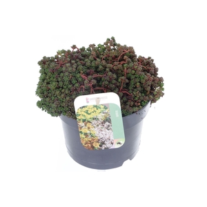 Sedum oreganum