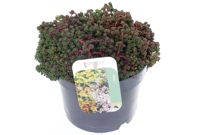 <h4>Sedum oreganum</h4>