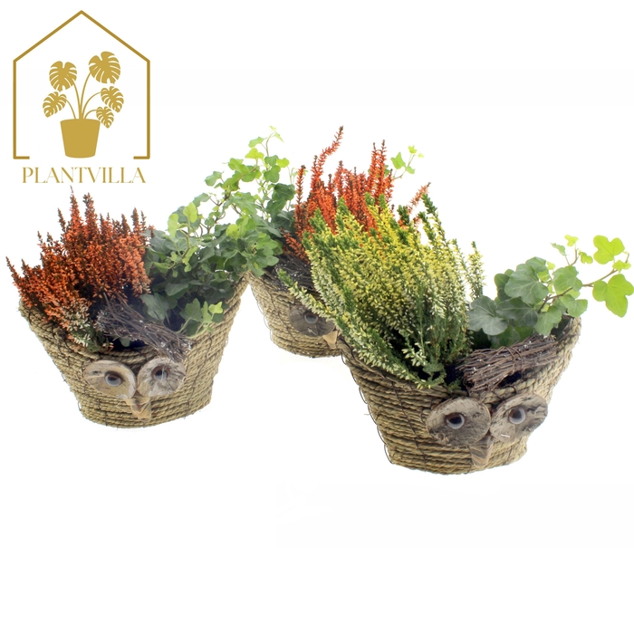 <h4>ARR TUINPLANTEN</h4>