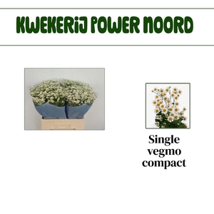 TANA PA SINGLE VEGMO