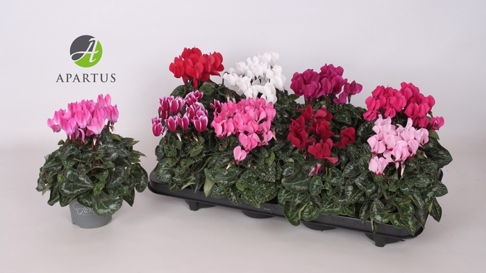 <h4>CYCL KL SUP CARINO</h4>