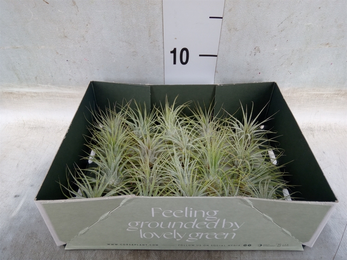 <h4>Tillandsia</h4>
