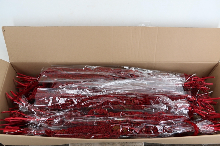 PF Amaranthus Hang Bordeaux Bs