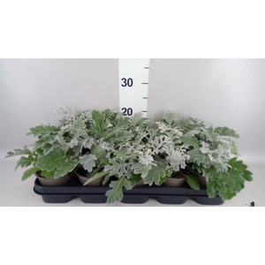 Jacobaea maritima