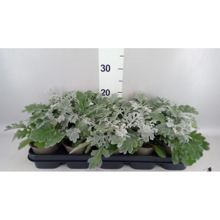 <h4>Jacobaea maritima</h4>