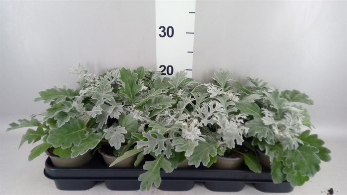 <h4>Jacobaea maritima</h4>