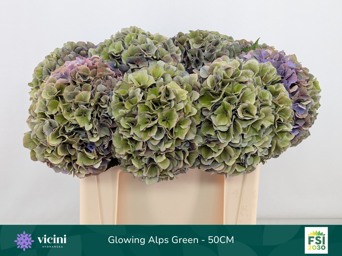 <h4>Glowing Alps Green - 50CM</h4>