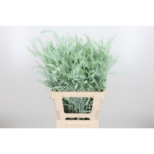 Grevilea Ivanhoe Kl Bh Mint