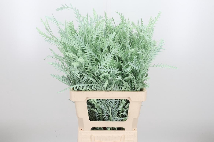 <h4>Grevilea Ivanhoe Kl Bh Mint</h4>