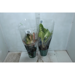 AGLAONEMA P17