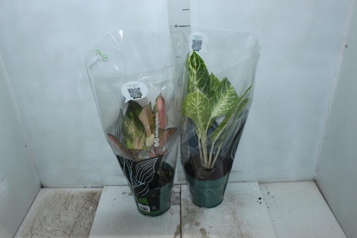 AGLAONEMA P17