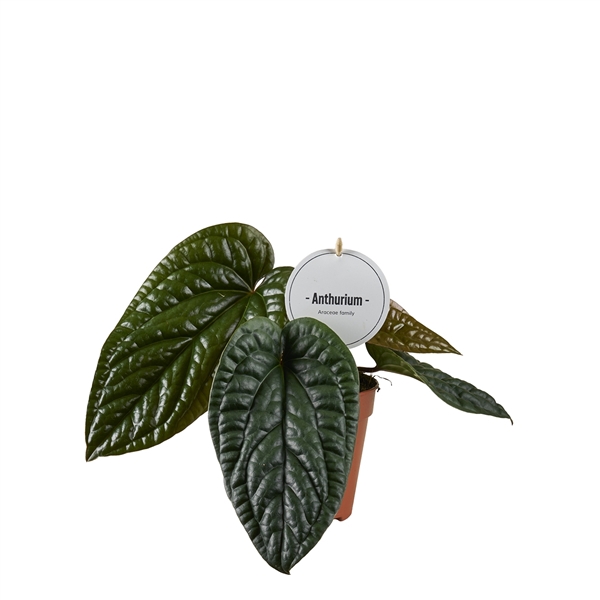 <h4>Anthurium Luxurians x Radicans</h4>